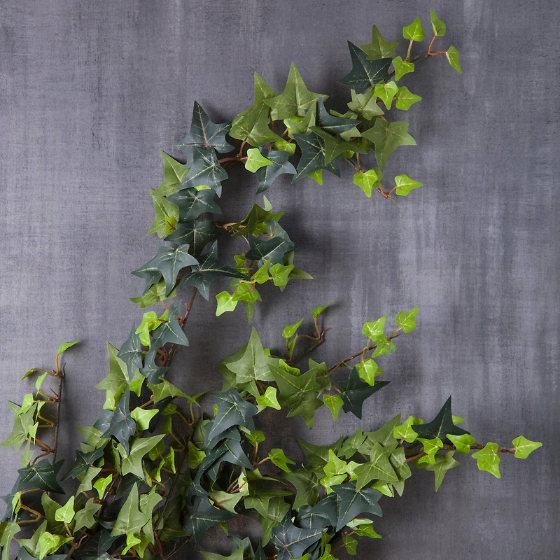 Star Ivy Bush by Ashland®