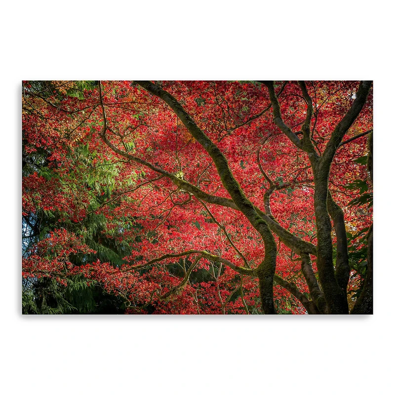 Autumn Beauty Canvas Giclee