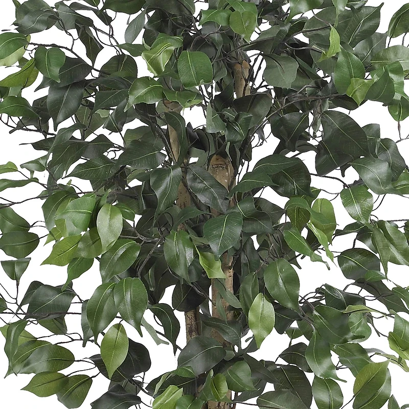 4ft. Potted Ficus Tree