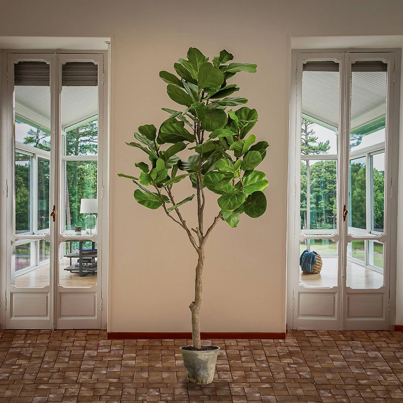 6.5ft. Fiddle Leaf Fig Tree