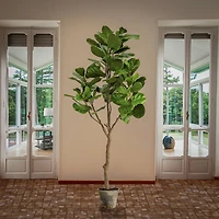 6.5ft. Fiddle Leaf Fig Tree