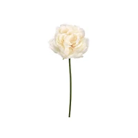 Cream Blush Peony Stem