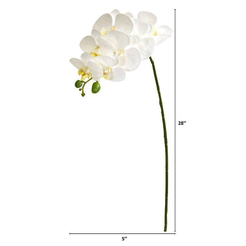 White Moth Orchid Stem, 6ct.
