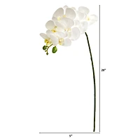 White Moth Orchid Stem, 6ct.
