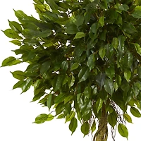 5ft. Potted Ficus Topiary