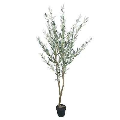 5.5ft. Potted Green Olive Tree by Ashland®