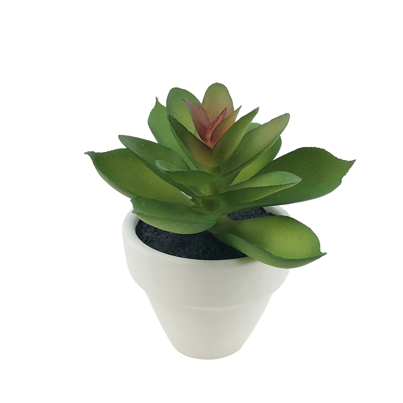 Assorted Micro Potted Succulent, 1pc. by Ashland®