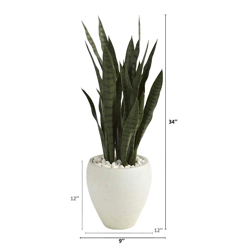3ft. Snake Plant in White Planter