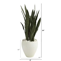 3ft. Snake Plant in White Planter