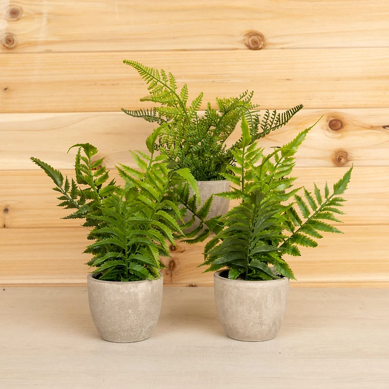 11" Potted Fern Plant Set