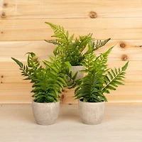 11" Potted Fern Plant Set