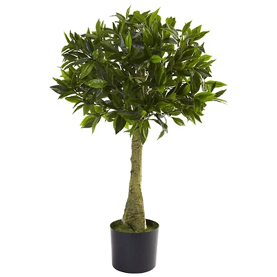 3ft. Potted Bay Leaf Topiary