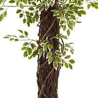 7.5ft. Potted Variegated Mini Ficus Tree