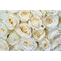 Dimex White Roses Wall Mural