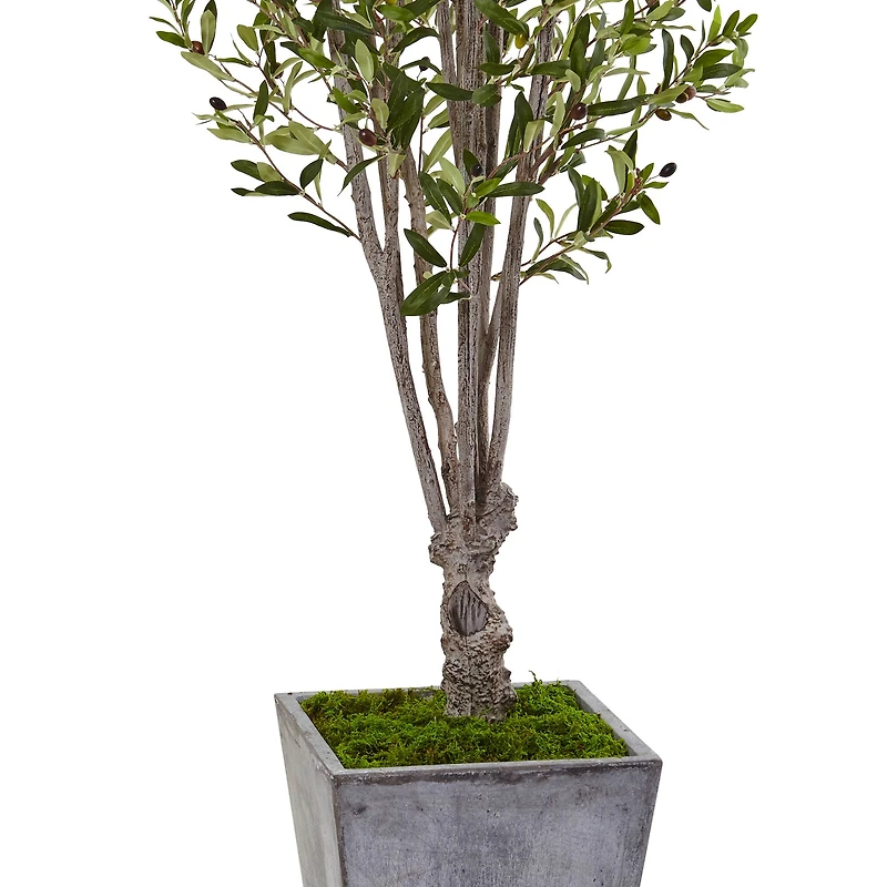 6ft. Olive Tree in Stone Planter