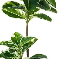 4ft. Potted Artificial Dumb Cane Tree