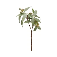 Eucalyptus Seed Spray
