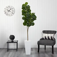 6ft. Fiddle Leaf Fig Tree in Tall White Planter