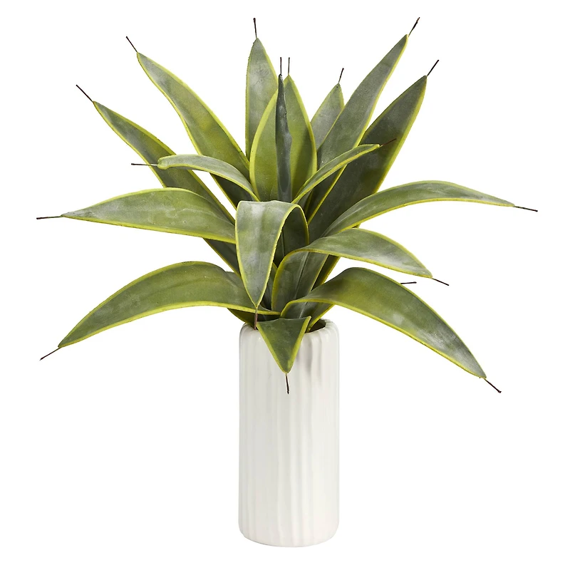 16" Snake Plant in White Planter