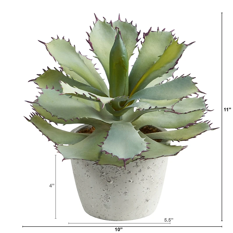 11" Potted Succulent Plant