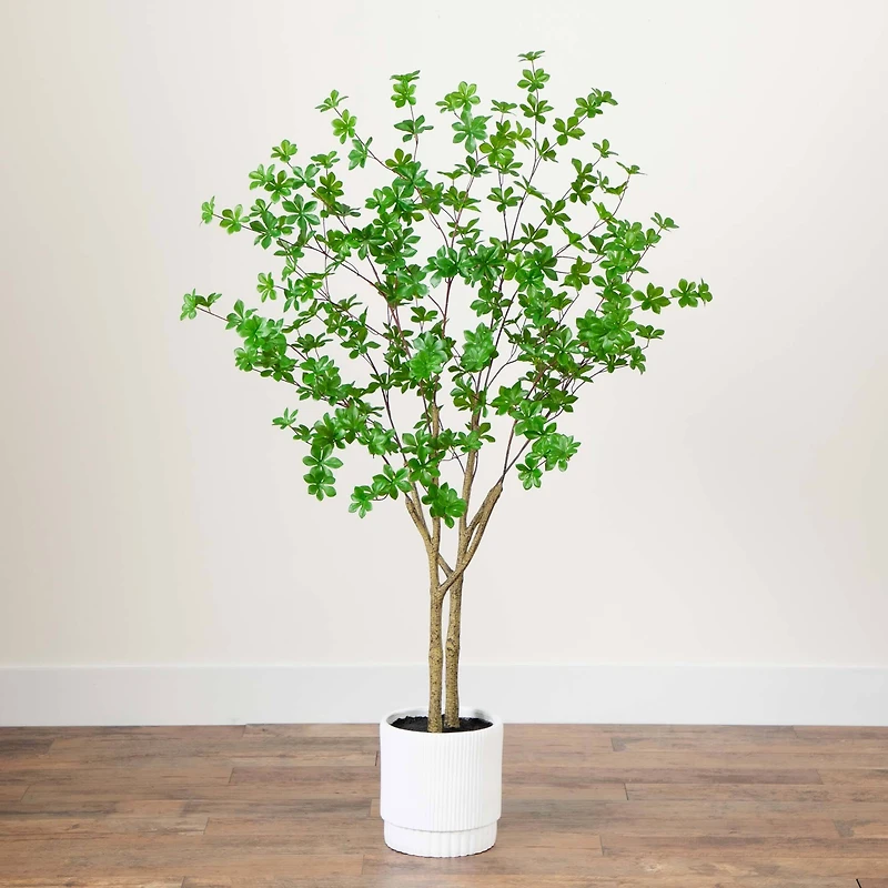 5ft. Enkianthus Tree in White Decorative Planter