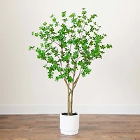 5ft. Enkianthus Tree in White Decorative Planter