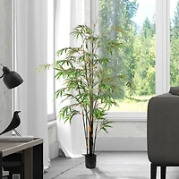 5ft. Potted Black Japanese Bamboo Tree