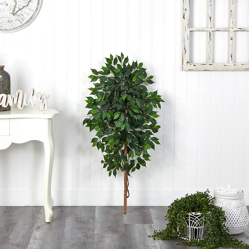 4ft. Single Ficus Tree