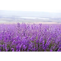 European Soaps Lavender Ceramic Jar Candle