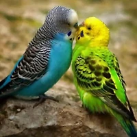 Sparkly Selections Two Parakeets Diamond Painting Kit, Square Diamonds