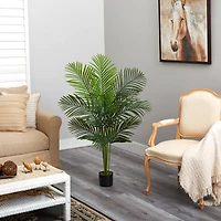 4ft. Potted Paradise Palm Tree