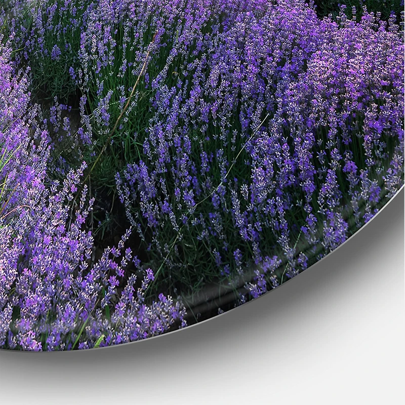 Designart - Sunrise & Dramatic Clouds Over Lavender Field VII