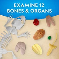 National Geographic™ Glow-in-the-Dark Gecko Dissection Lab