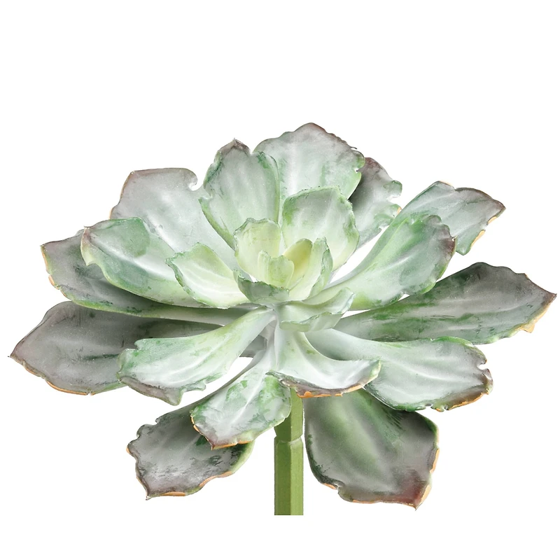 Soft Touch Dark Green & Gray Echeveria Pick