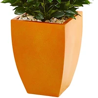 5ft. Bay Leaf Topiary Tree in Orange Planter