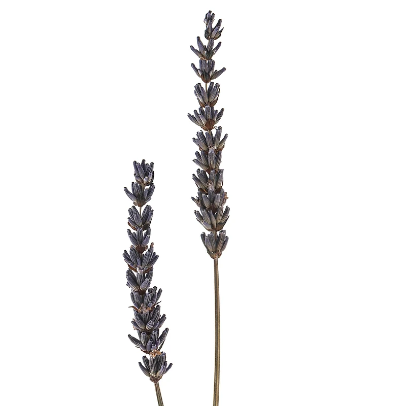 Lavender Grass Bundle by Ashland®