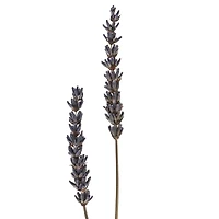 Lavender Grass Bundle by Ashland®