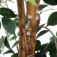 9ft. Potted Ficus Tree