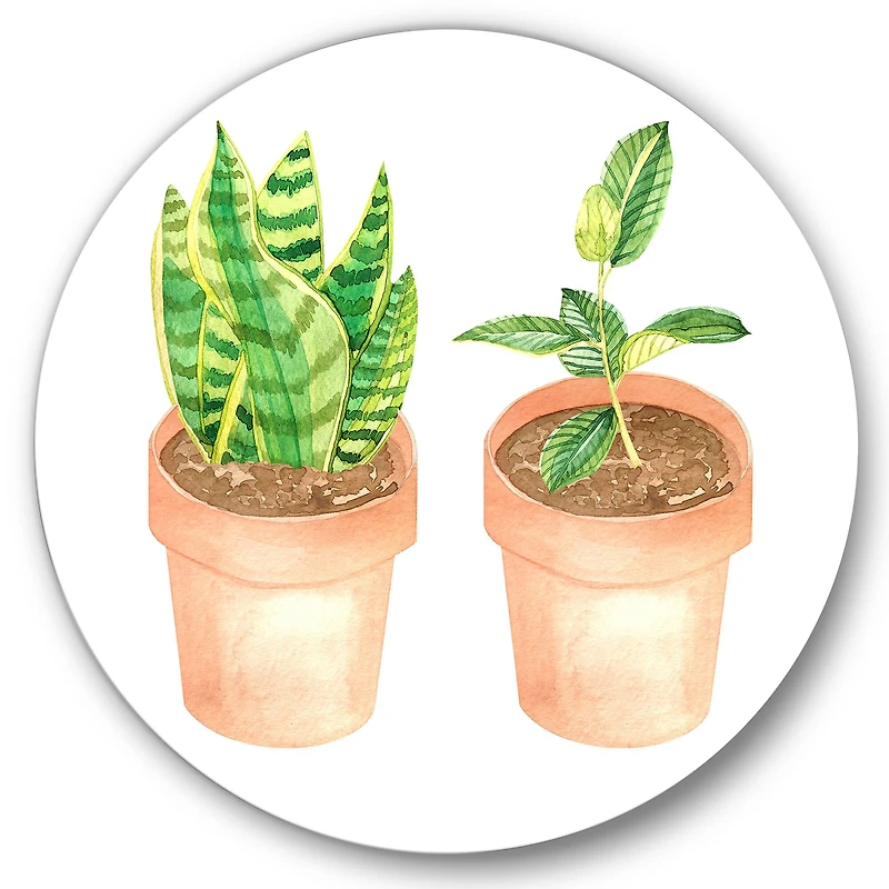 Designart - Sansevieria & Ficus Indoor Green Home House Plants