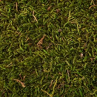 Forest Green Preserved Moss by Ashland®