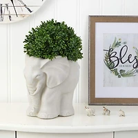 16" Boxwood Topiary Plant in Elephant Shaped Planter