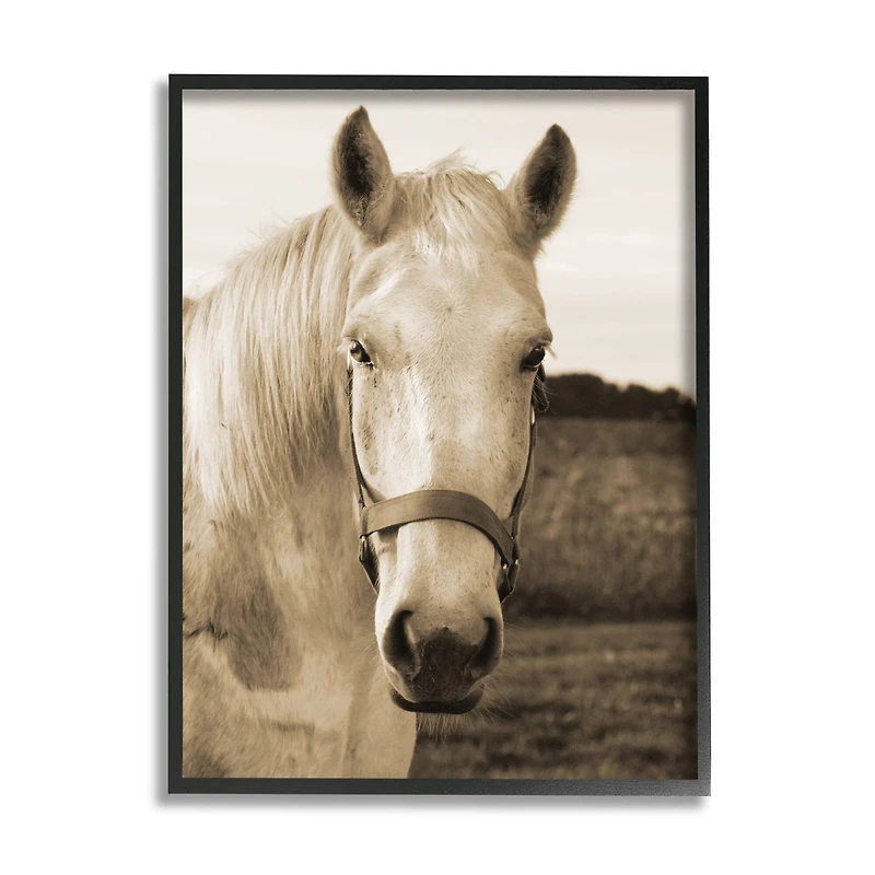 Stupell Industries Rustic Sepia tone Portrait of White Horse in Frame Wall Art