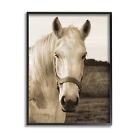 Stupell Industries Rustic Sepia tone Portrait of White Horse in Frame Wall Art