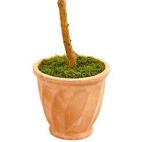 5ft. Olive Topiary Tree in Terra Cotta Planter