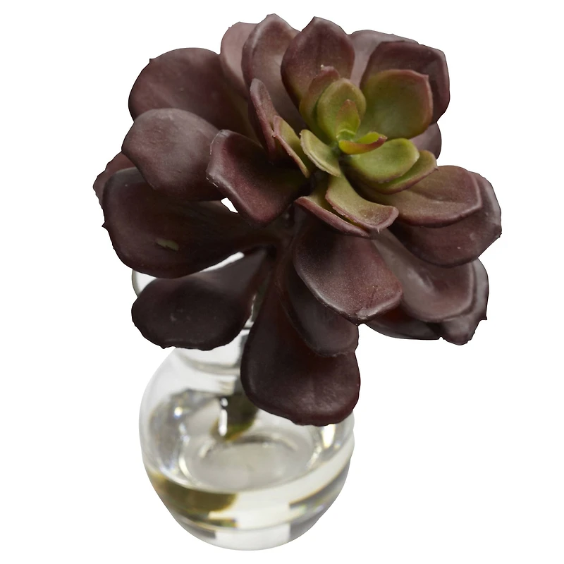 Succulent Arrangements in Vases 3ct.