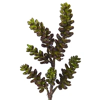 Green Succulent Stem, 12ct.