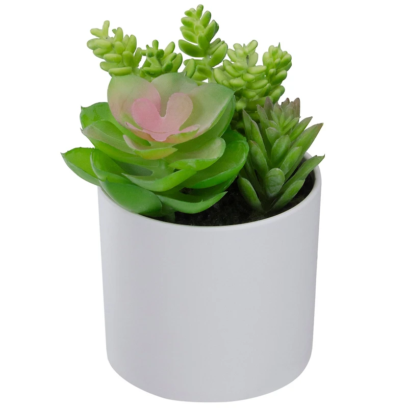 5.5" Mixed Succulent Arrangement in White Pot