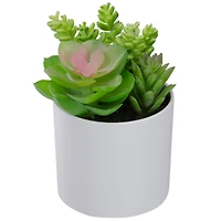 5.5" Mixed Succulent Arrangement in White Pot