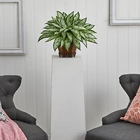 14" Triple Silver Queen Silk Plant in Hexagon Vase