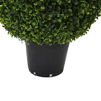 3ft. Potted Boxwood Teardrop Shaped Bush
